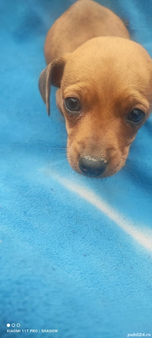 Teckel rosu - imagine 2