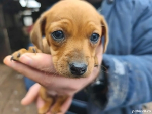 Teckel rosu - imagine 4