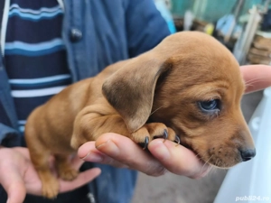 Teckel rosu - imagine 3