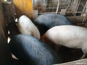 Vând 12 porci diferite marimi toți la grămadă  - imagine 5