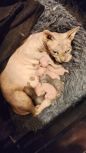 Sphinx Imperial Persan  - imagine 2