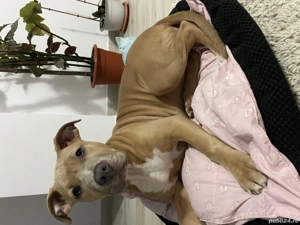 Vând cățelușa Amstaff 