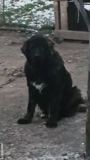 Vând mascul Ciobanesc Caucazian 