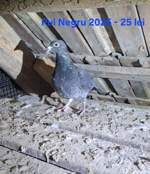 Vand porumbei voiajori - imagine 4