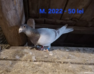 Vand porumbei voiajori - imagine 2