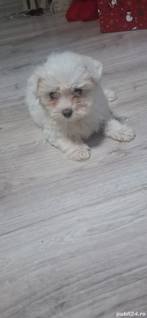 vand bichon , are 2 luni e ff cuminte si jucausa 