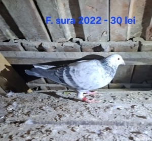 Vand porumbei voiajori - imagine 5