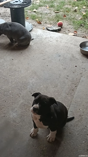 Vând căteii rasa Amstaff - imagine 4