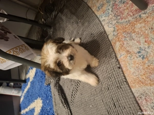 bichon maltez - imagine 2