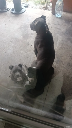 Vând căteii rasa Amstaff - imagine 2