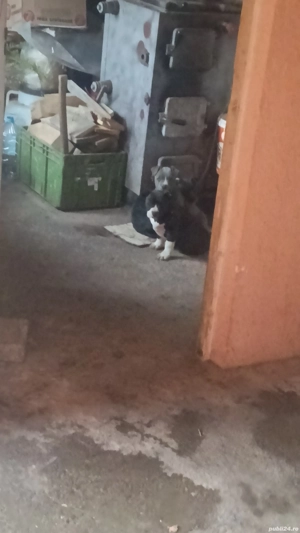 Vând căteii rasa Amstaff - imagine 3