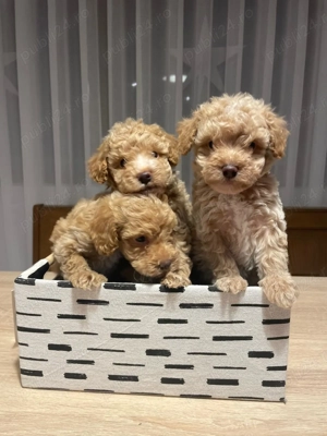 Puii  Pudel Roscat   poodle   caniche   maltipoo