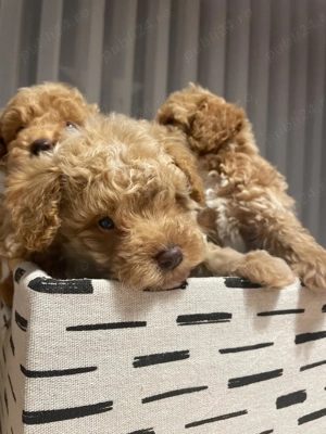 Puii pudel   caniche   rosu  roscat   poodle   maltipoo