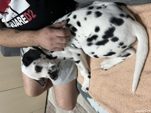 Vând pui de dalmațian - imagine 3