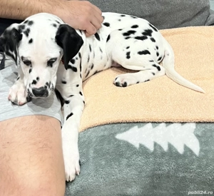 Vând pui de dalmațian - imagine 2