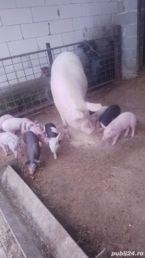 Vând scroafă cu purcei