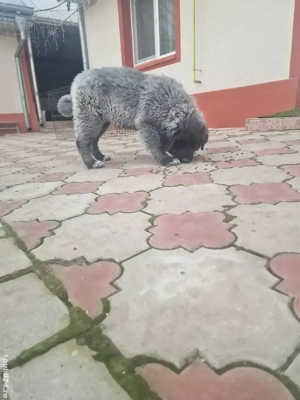 Pui Ciobanesc Caucazian - imagine 2