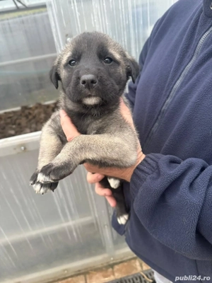 Kangal de 6 săptămâni  - imagine 2