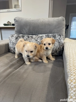 Catelusi  Maltipoo toy (pudel- bichon)