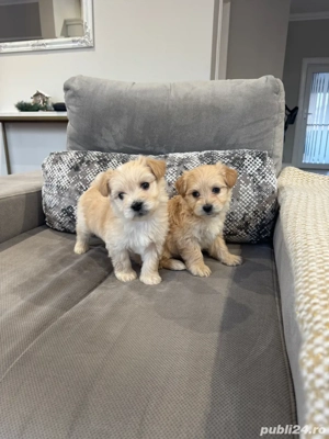 Catelusi  Maltipoo toy (pudel- bichon) - imagine 2