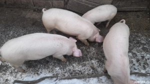 Vînd purcei  - imagine 2