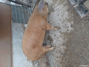 vând porc gras  - imagine 2