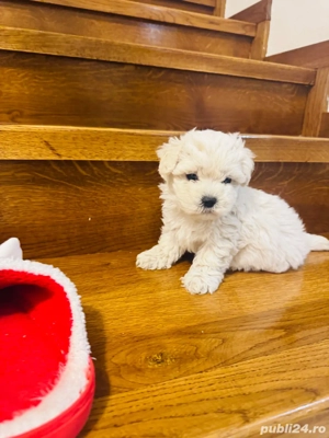 Bichon maltes toy - imagine 3