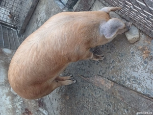 vând porc gras  - imagine 3