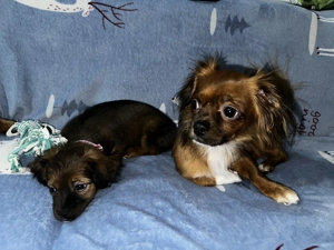 Pui mic de pechinez - imagine 2