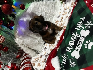 Pui mic de pechinez - imagine 3