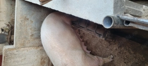 Vând scroafa Landrace  - imagine 2