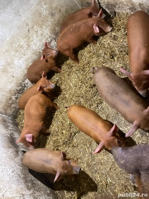 Vând purcei duroc  - imagine 4