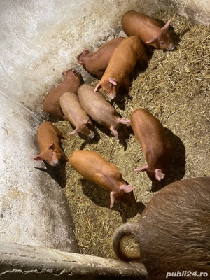 Vând purcei duroc  - imagine 3