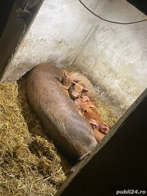 Vând purcei duroc  - imagine 2
