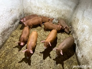 Vând purcei duroc 