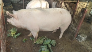 Porci de carne diferite rase și mărimi crescuți în gospodăria proprie  - imagine 2