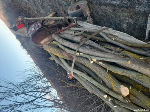 Vând armăsar greu de 2 ani