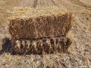 Vand Baloți de paie .