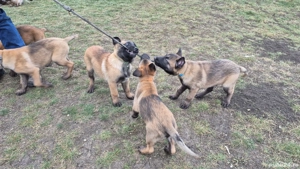 Ciobănesc Belgian Malinois Femela Pedigree 