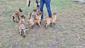 Ciobănesc Belgian Malinois Femela Pedigree  - imagine 3
