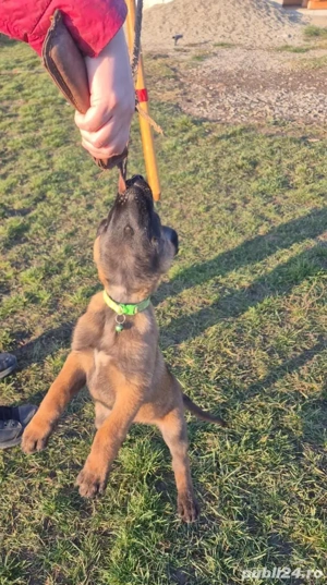Ciobănesc Belgian Malinois Femela Pedigree  - imagine 5
