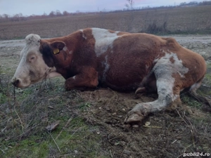 Baltata romaneasca de abatorizat