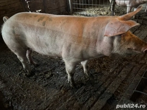 scroafe   purcele landrace - imagine 3