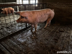 scroafe   purcele landrace - imagine 4