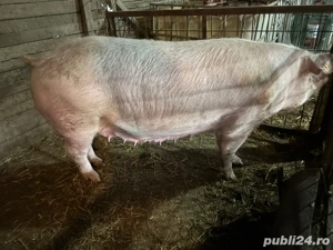 scroafe   purcele landrace - imagine 2