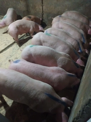 Vand purcei rasa marele alb 50-60kg