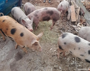 Porci între 70 și 100 kg - imagine 3