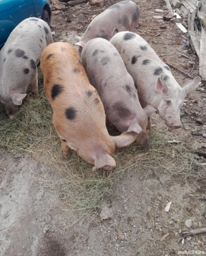 Porci între 70 și 100 kg - imagine 2