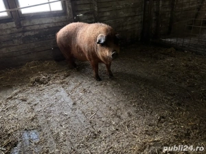 mangalita de vanzare