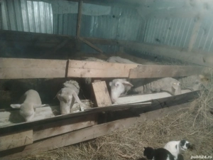 Vând patru oi si o mieluta două lacune si două friza olandeza 